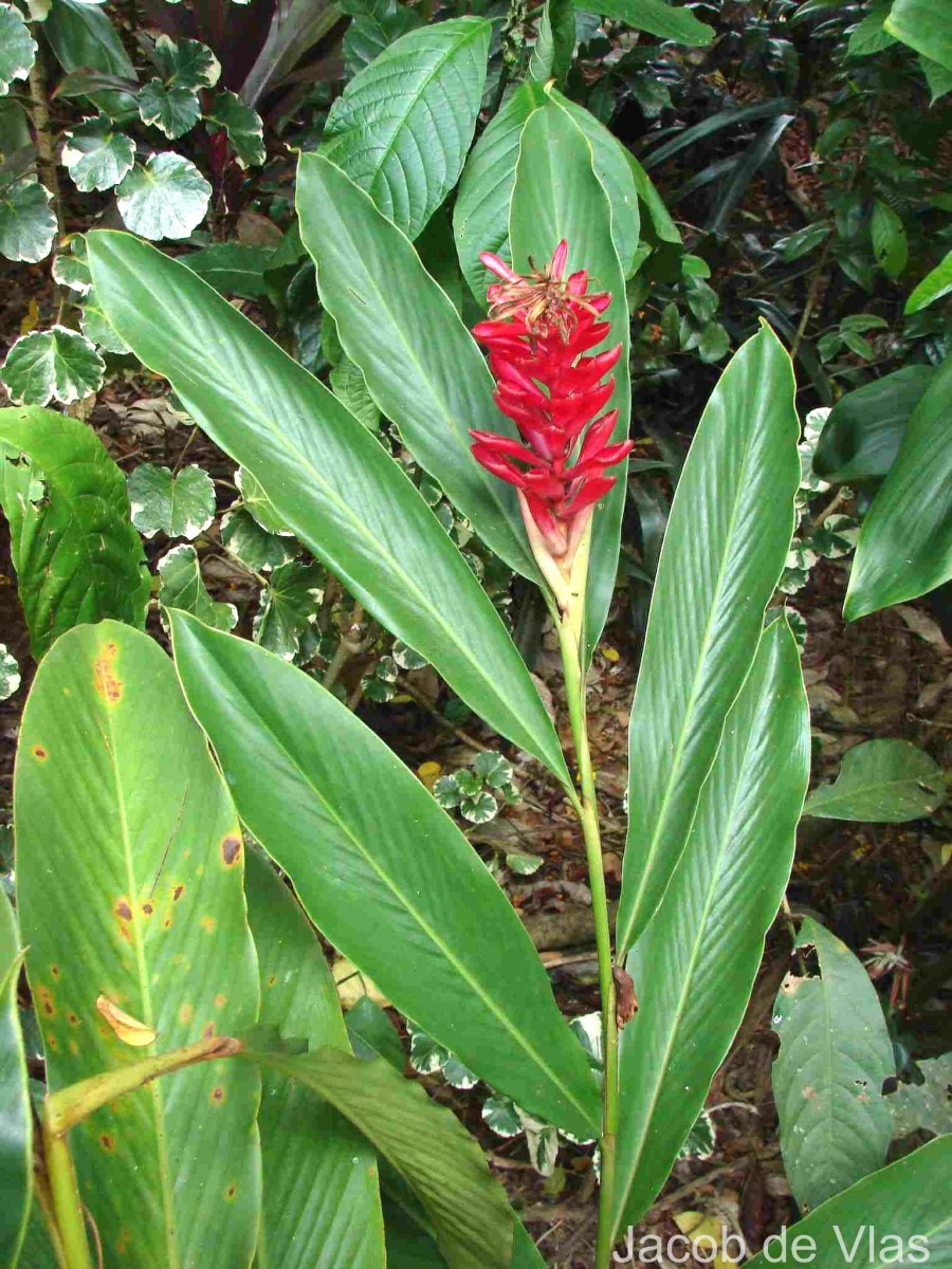 Alpinia purpurata (Vieill.) K.Schum.